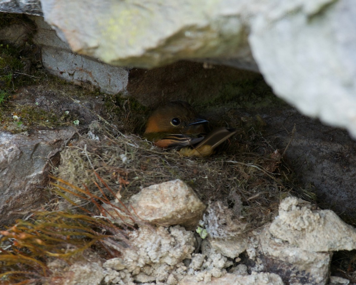 kaneltyrann - ML646083639