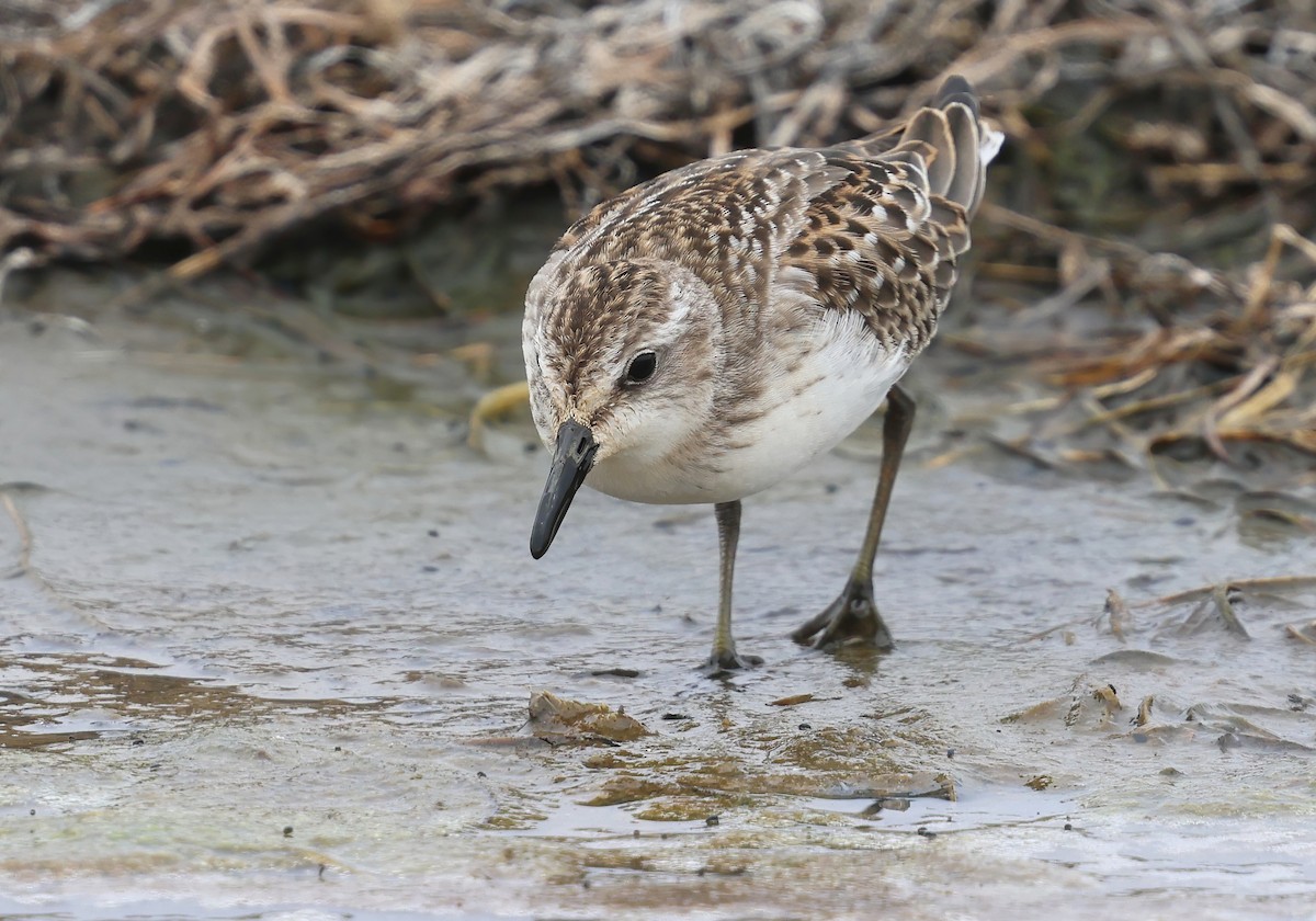sandsnipe - ML646083640
