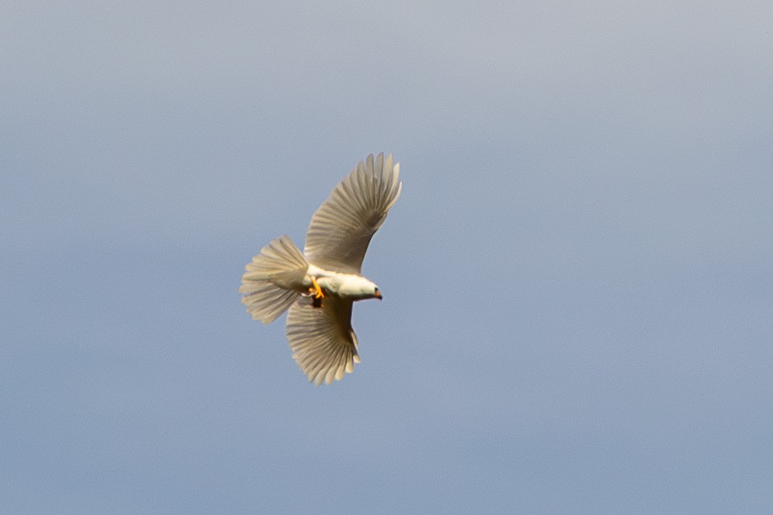 askehauk - ML646083641