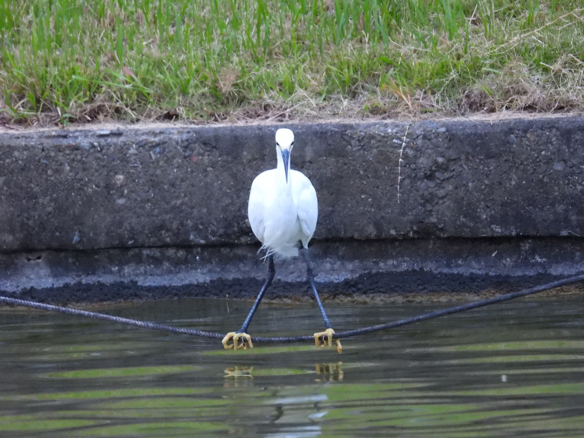 silkehegre - ML646083644