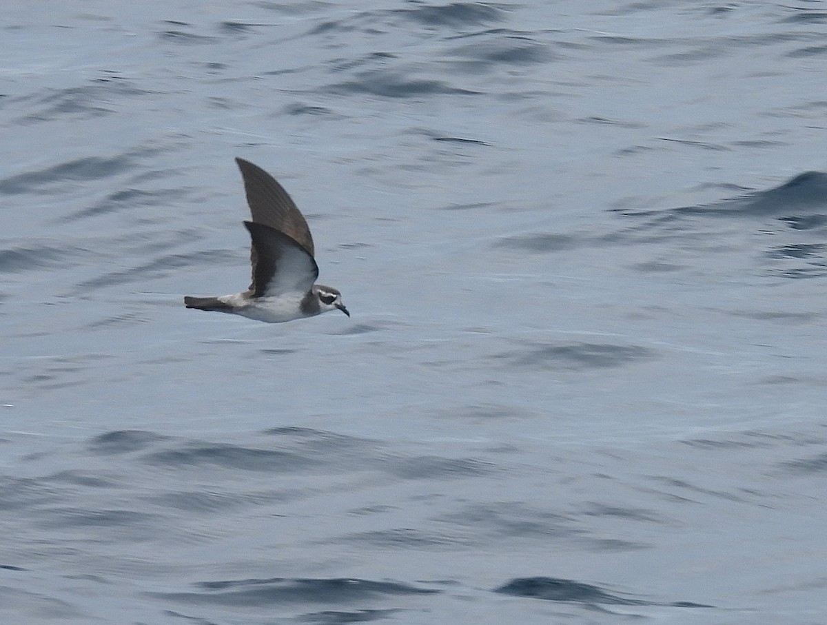 fregattstormsvale - ML646083645