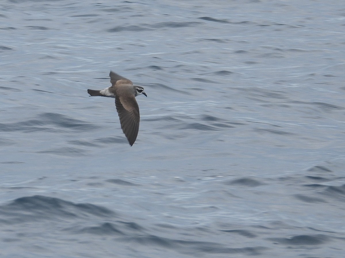 fregattstormsvale - ML646083646