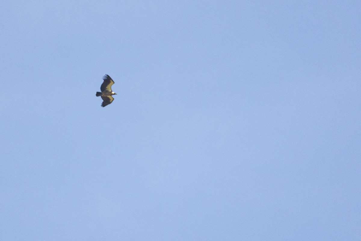 Ak Sırtlı Akbaba - ML646083647