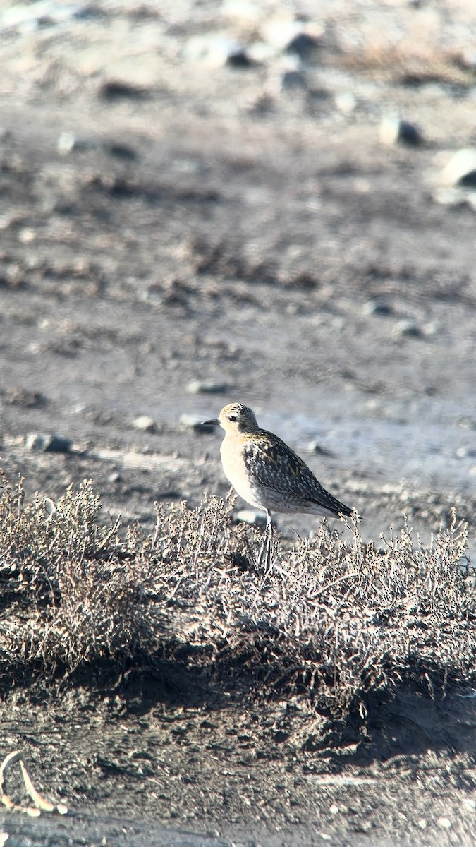 Küçük Altın Yağmurcun - ML646083653