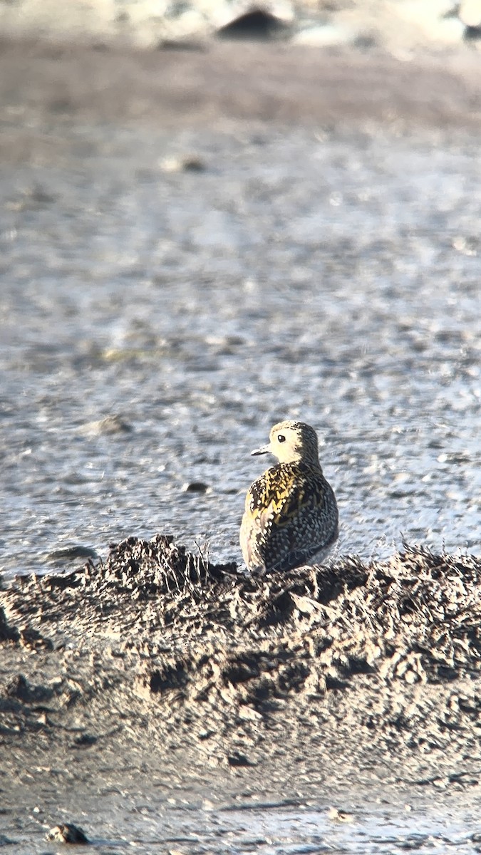 Küçük Altın Yağmurcun - ML646083654