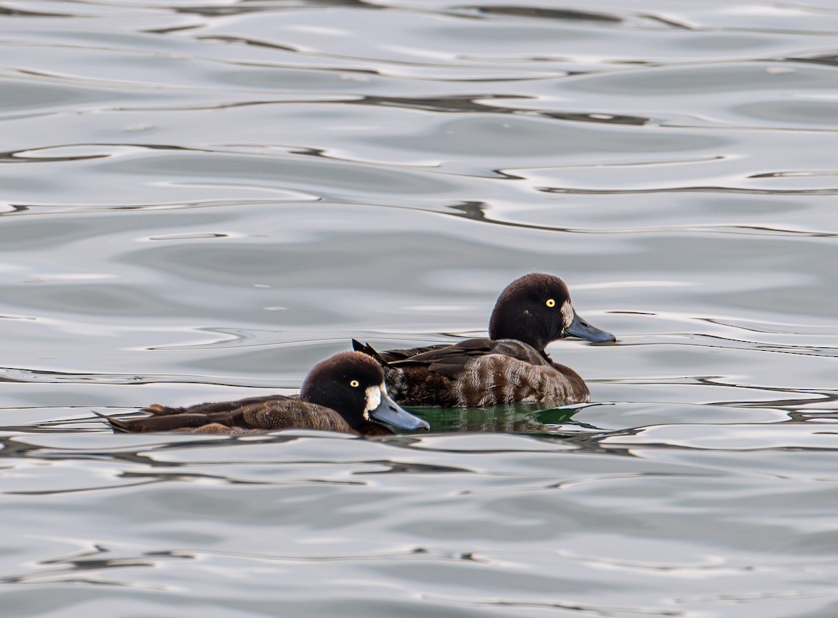 polák kaholka - ML646083659