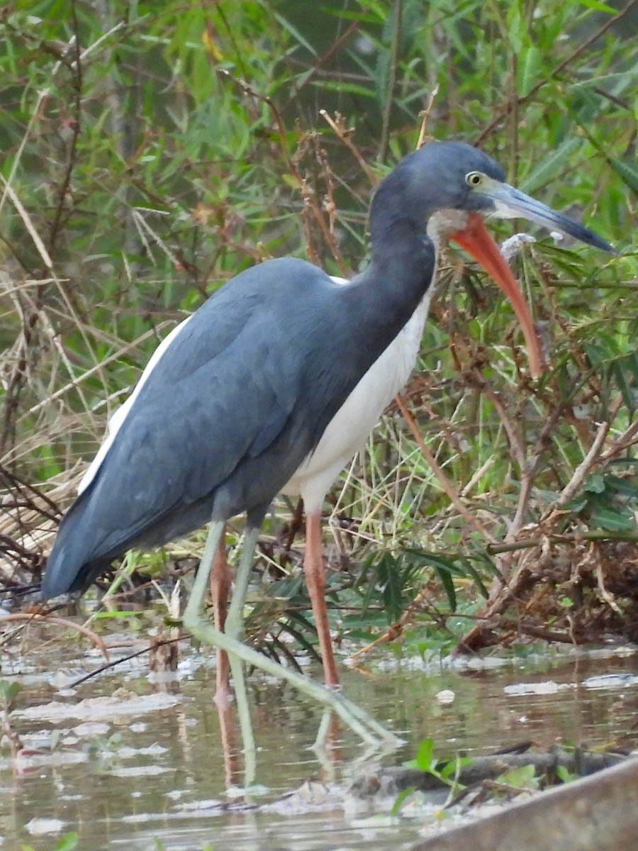 Little Blue Heron - ML646083661