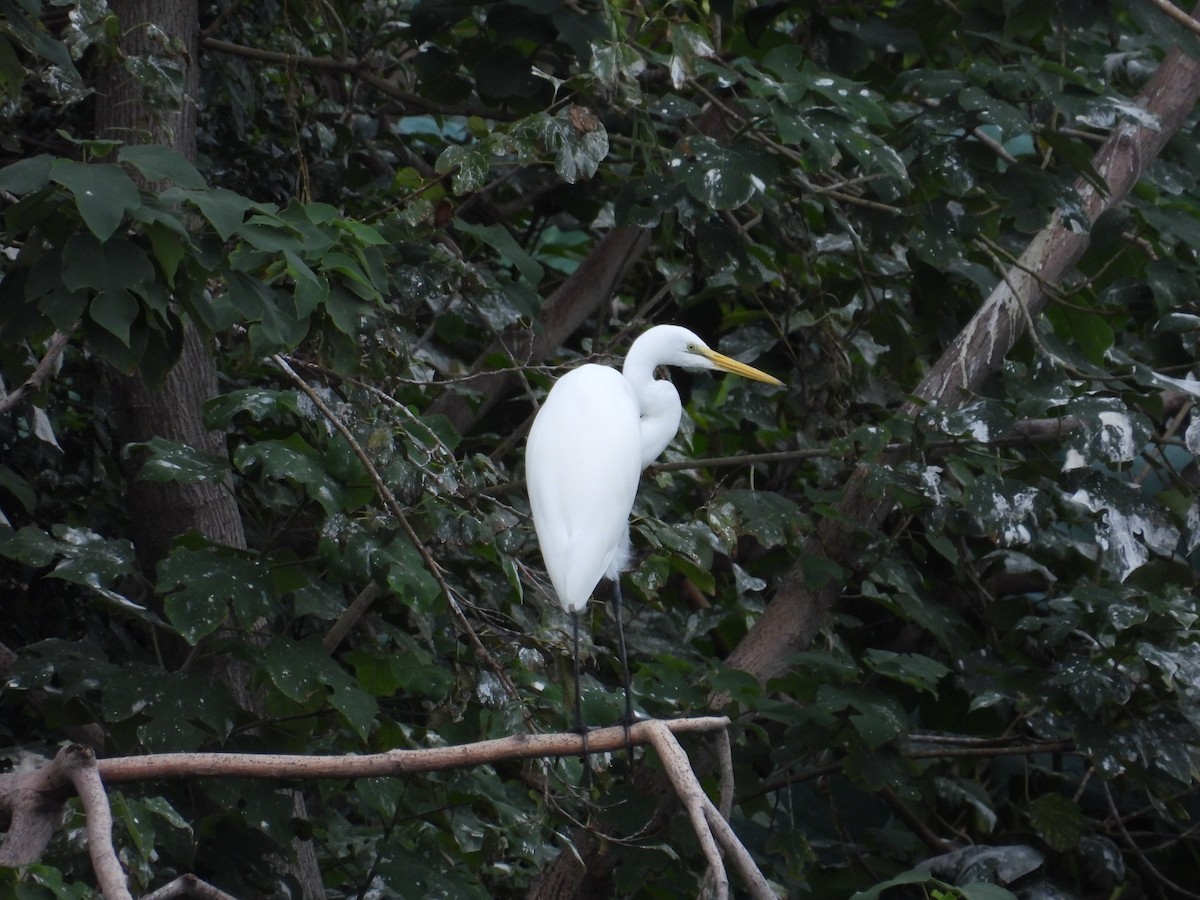 egretthegre - ML646083662