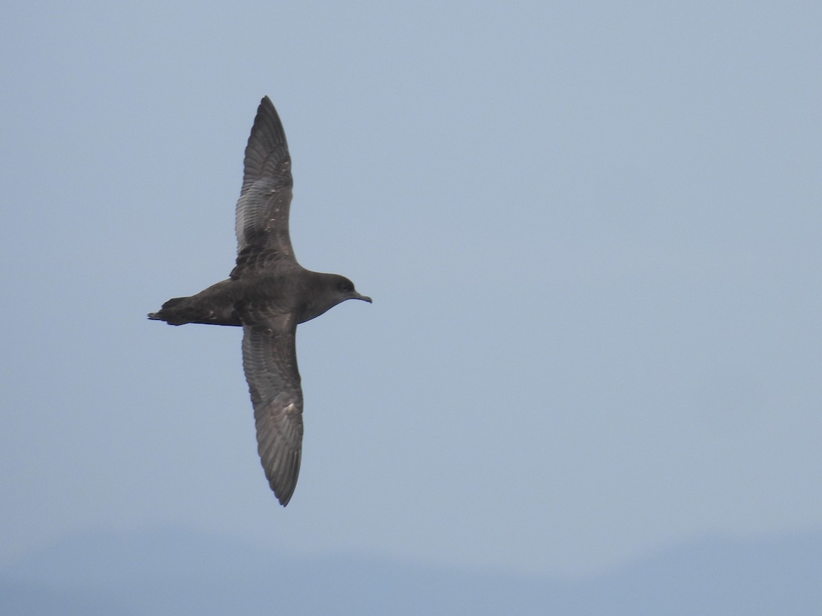 Short-tailed Shearwater - ML646083669