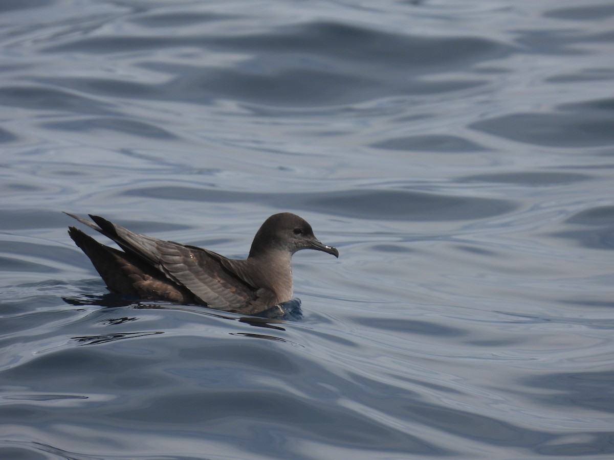 Short-tailed Shearwater - ML646083670