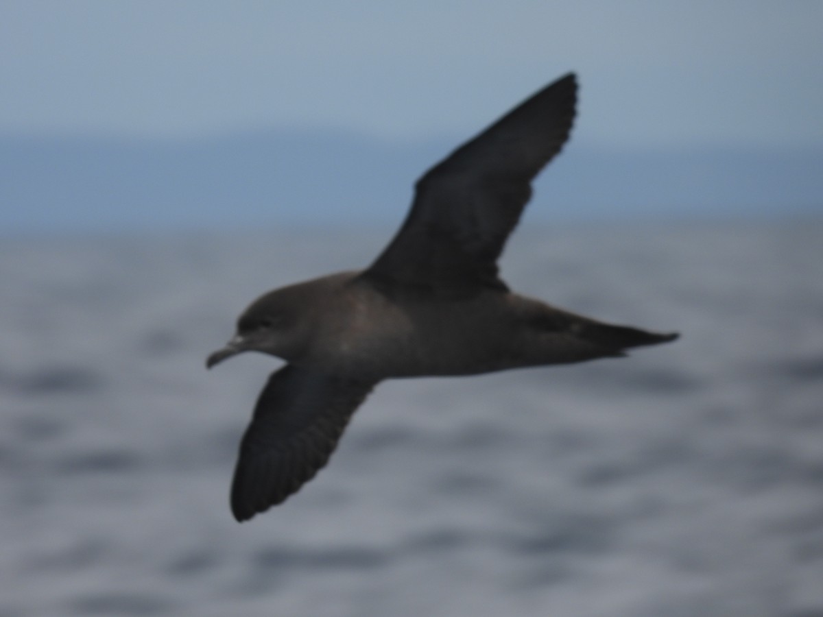 Short-tailed Shearwater - ML646083671