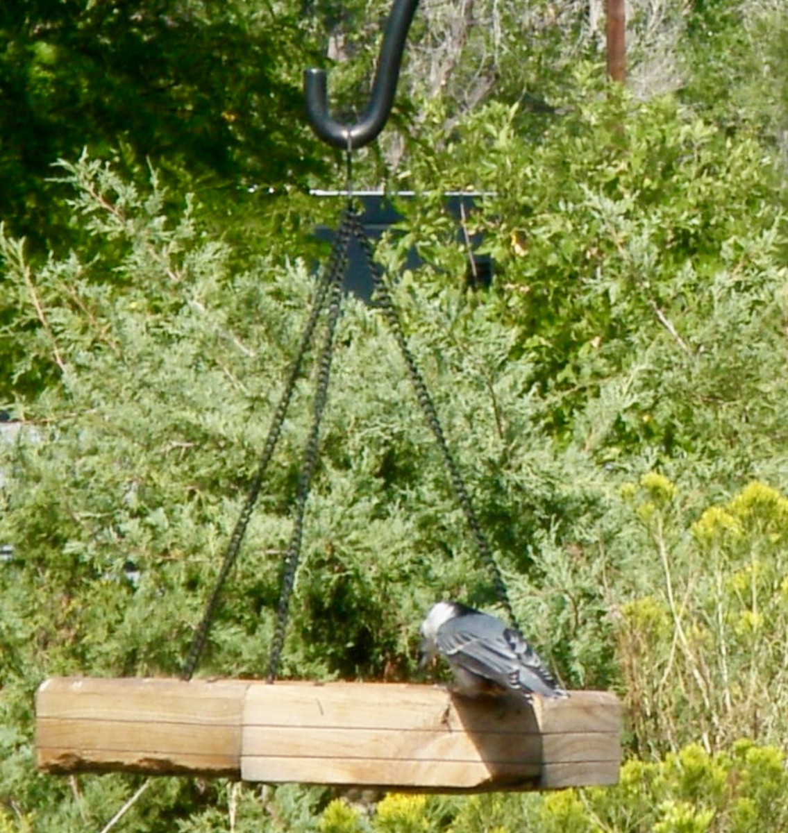 White-breasted Nuthatch - ML646083675