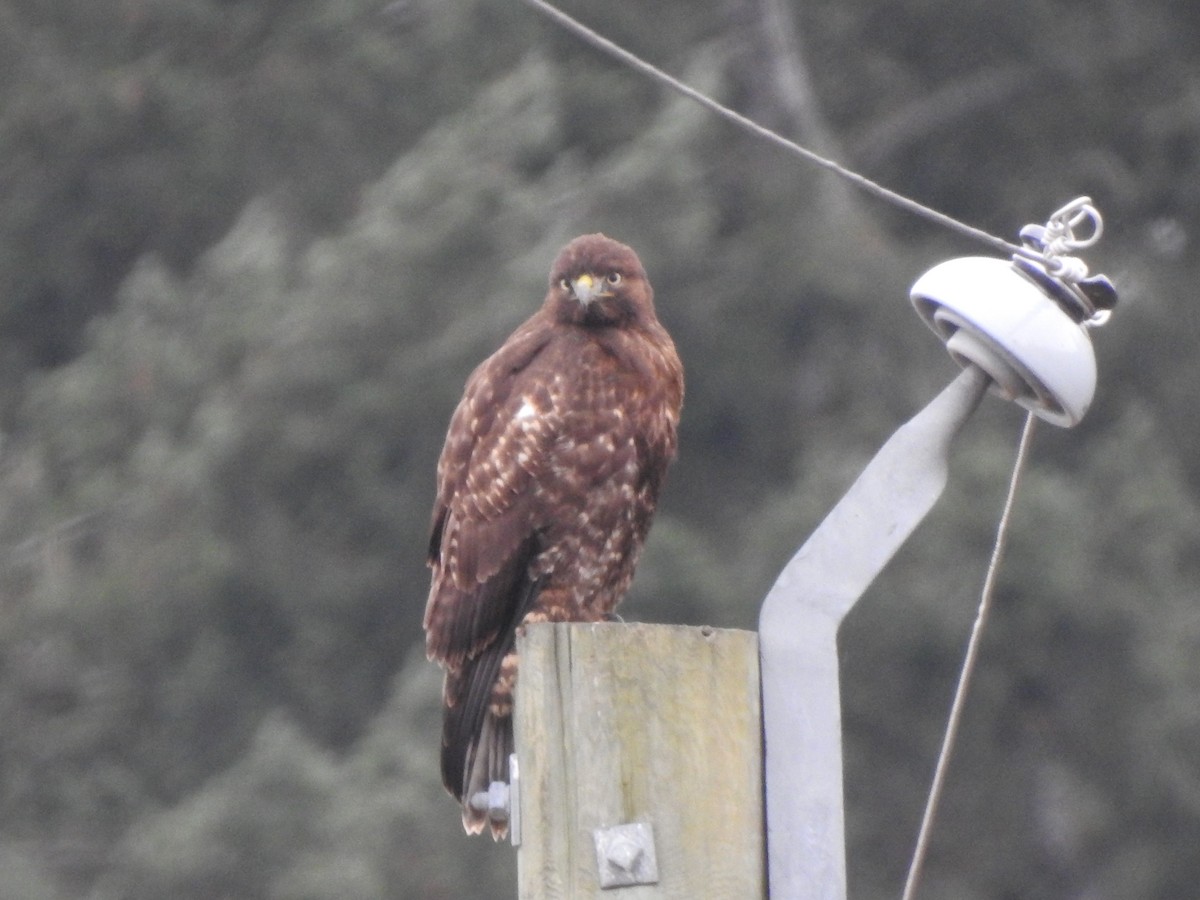 アカオノスリ - ML646083684