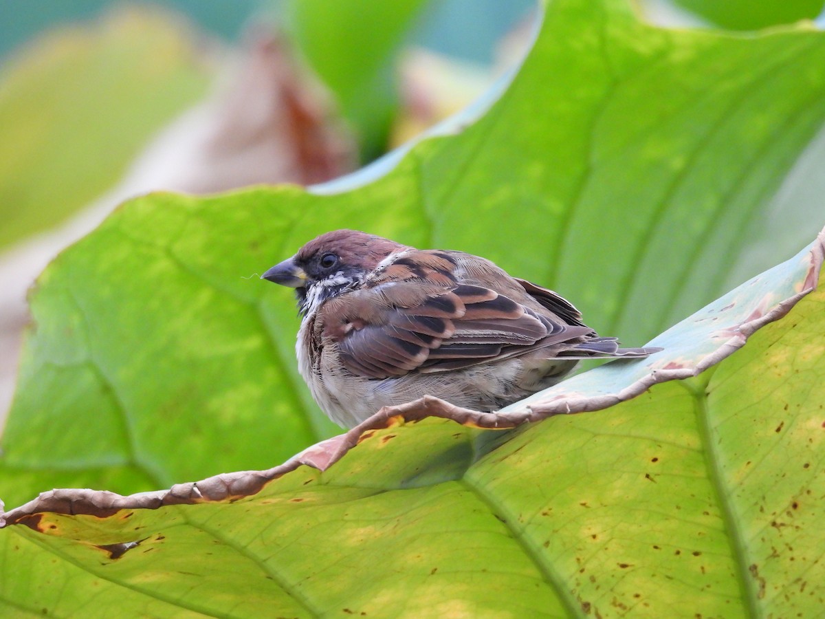 pilfink - ML646083686