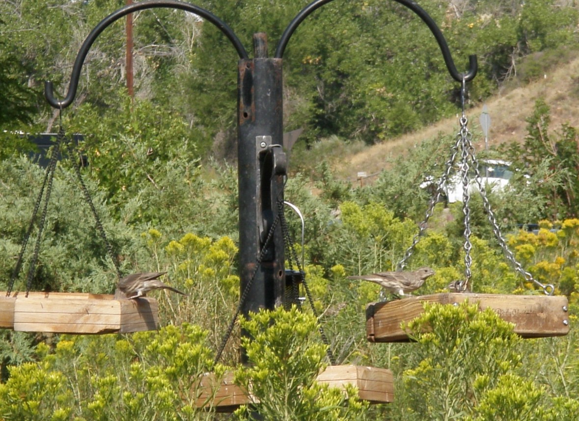 House Finch - ML646083688