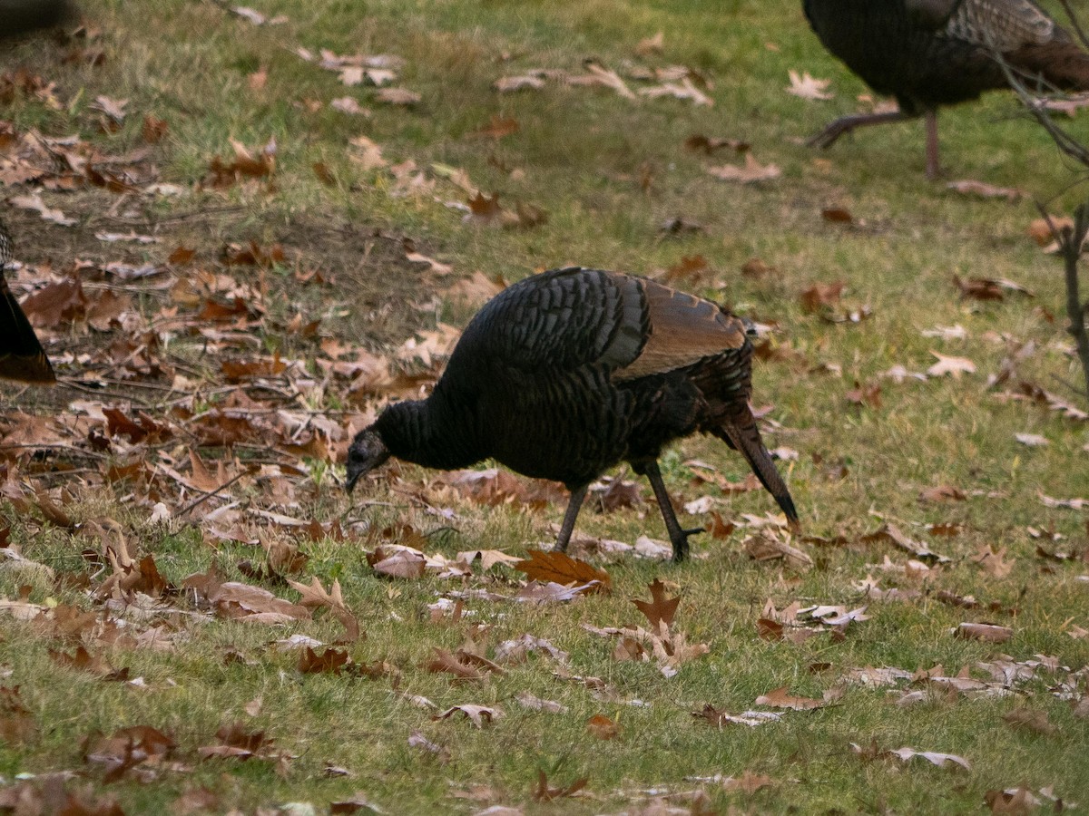 Wild Turkey - ML646083689