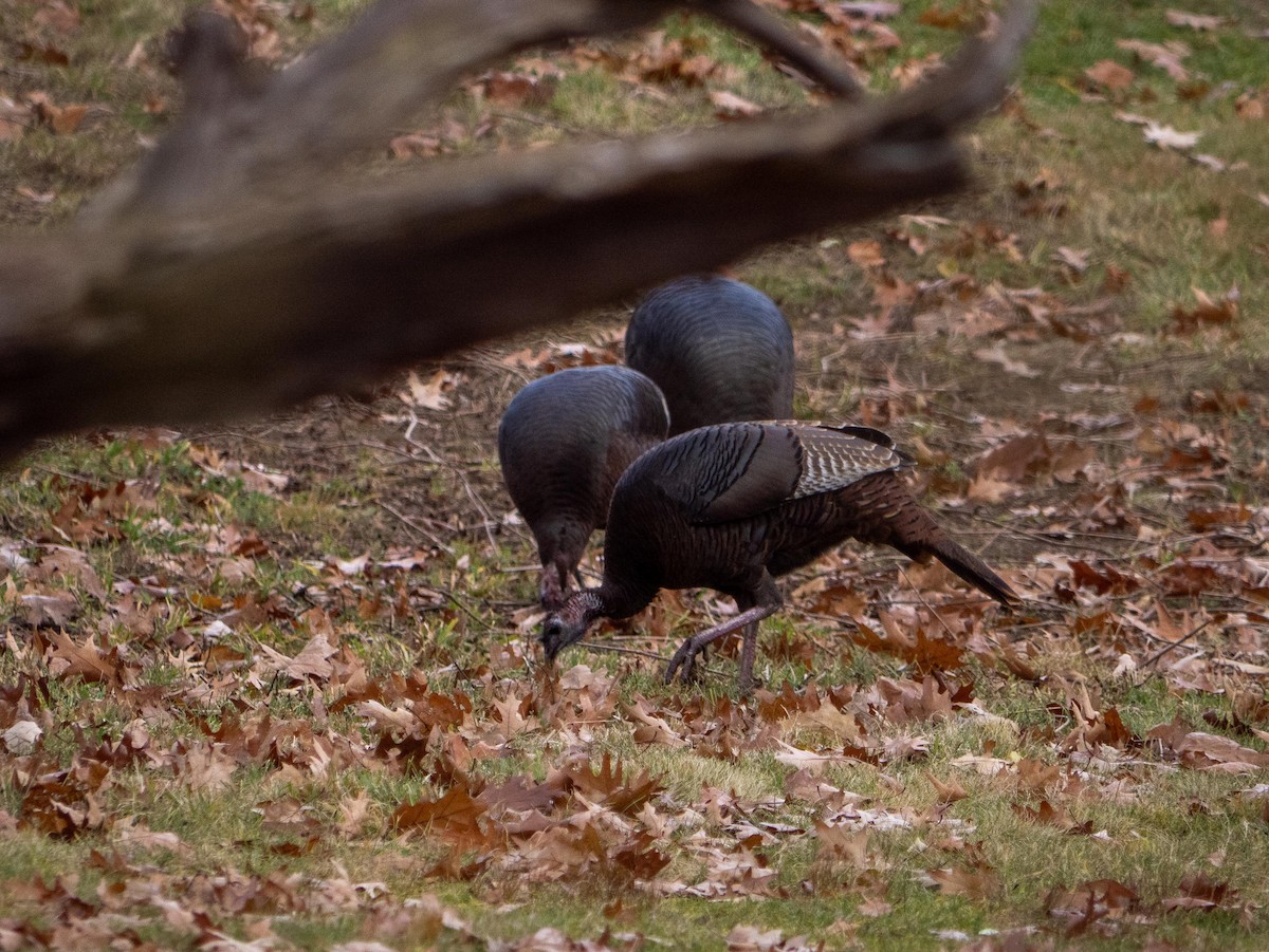 Wild Turkey - ML646083690