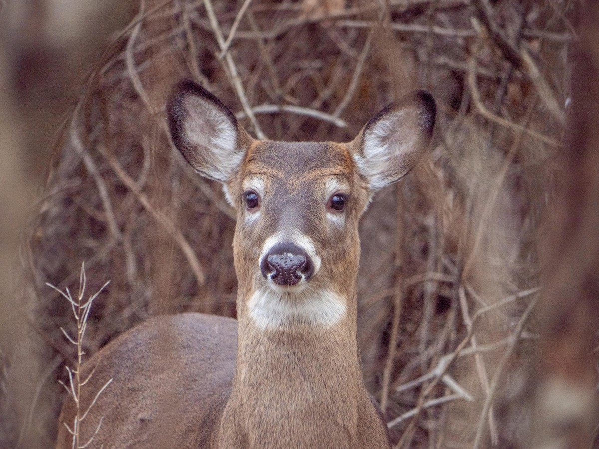 White-tailed Deer - ML646083694