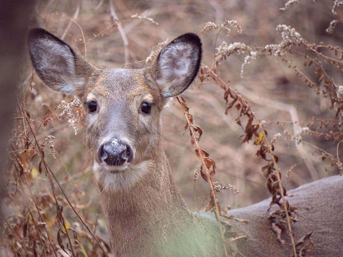 White-tailed Deer - ML646083695