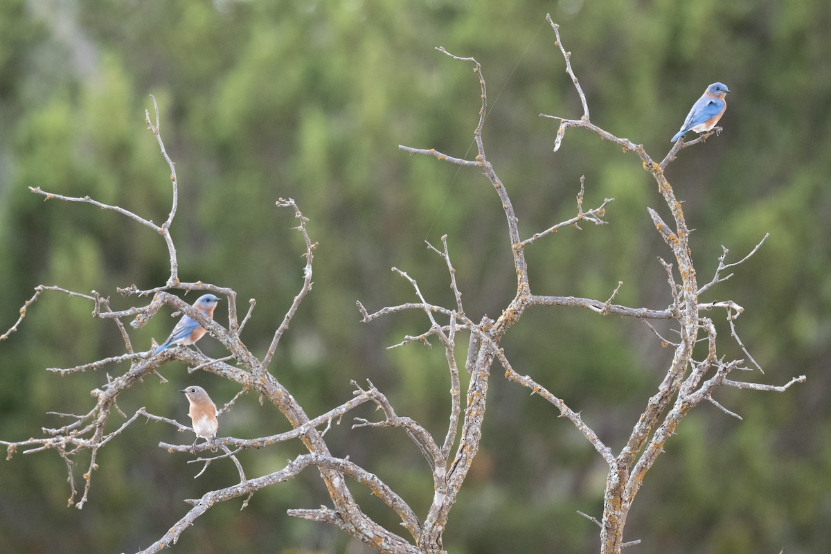 Eastern Bluebird - ML646083700