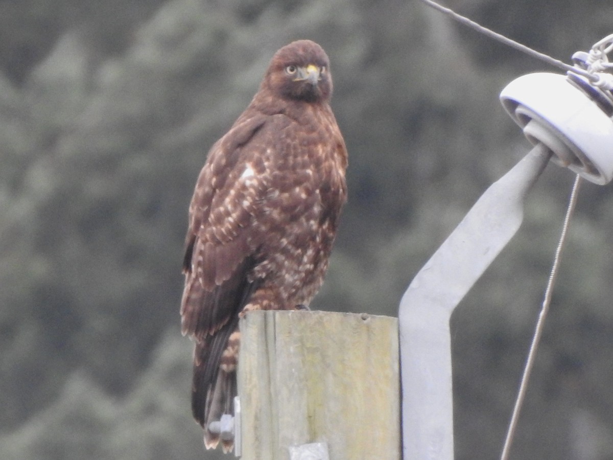 アカオノスリ - ML646083714