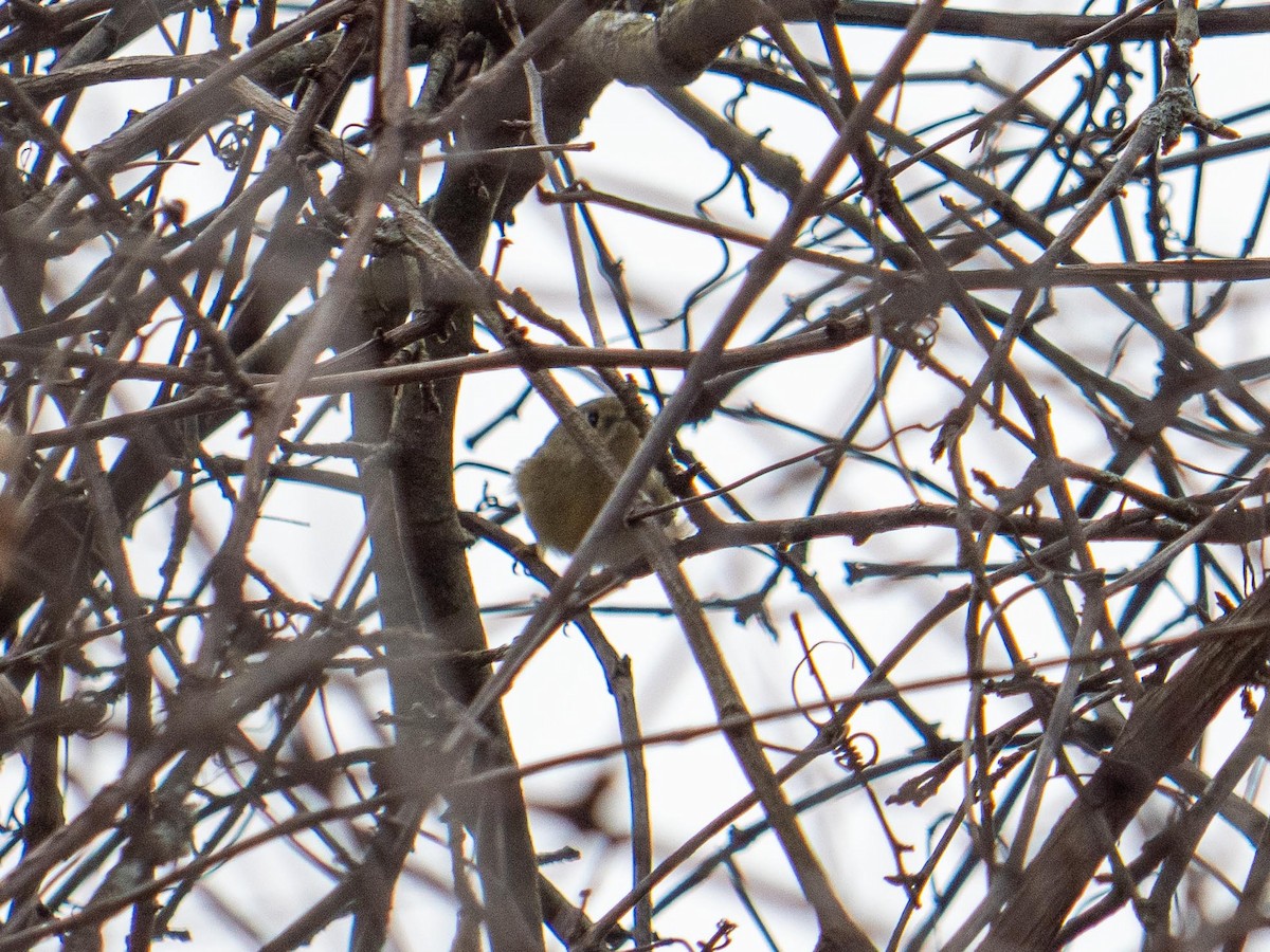 Ruby-crowned Kinglet - ML646083715