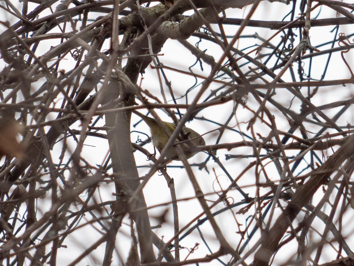 Ruby-crowned Kinglet - ML646083717