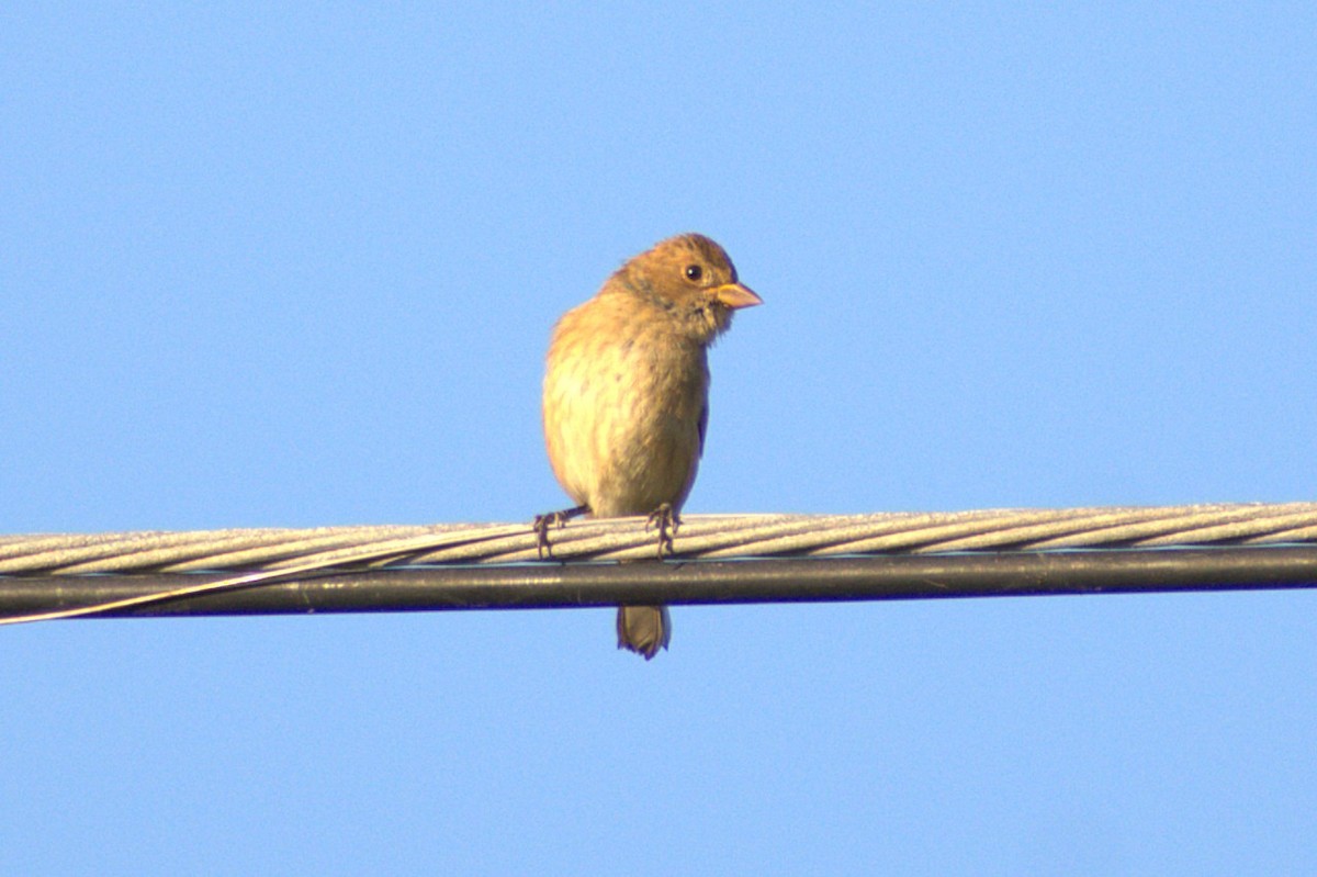 Индиговый колорин - ML646083720