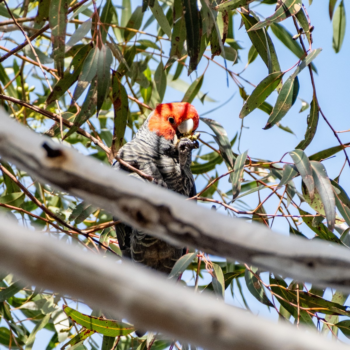 アカサカオウム - ML646083724