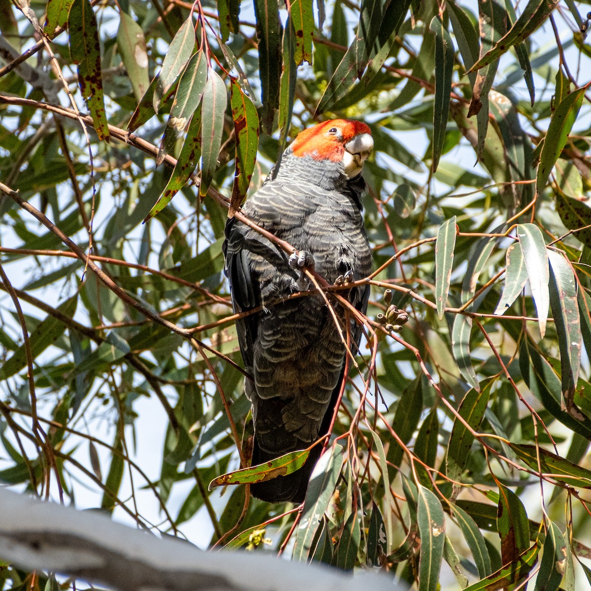 アカサカオウム - ML646083726