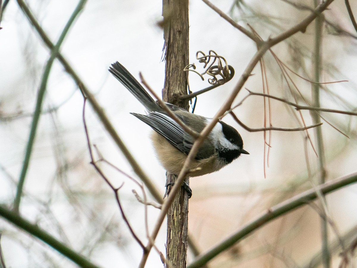 Black-capped Chickadee - ML646083729