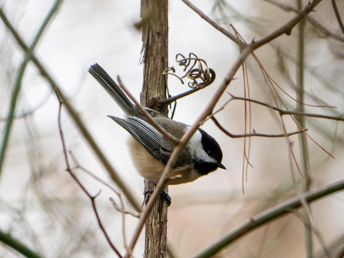 Black-capped Chickadee - ML646083730