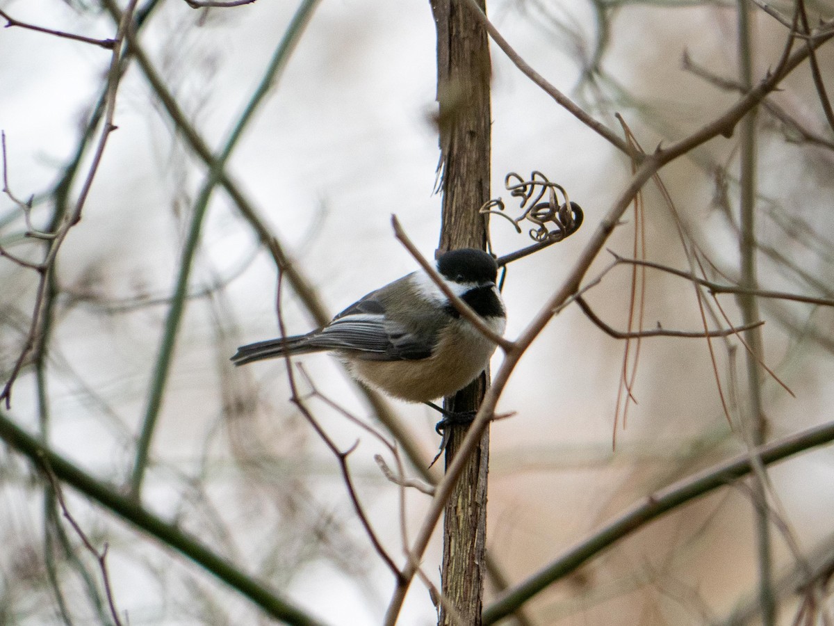 Black-capped Chickadee - ML646083731