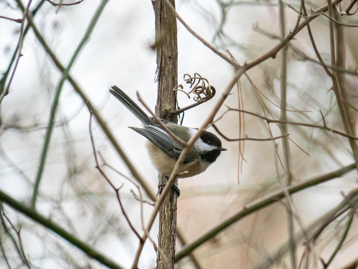 Black-capped Chickadee - ML646083732