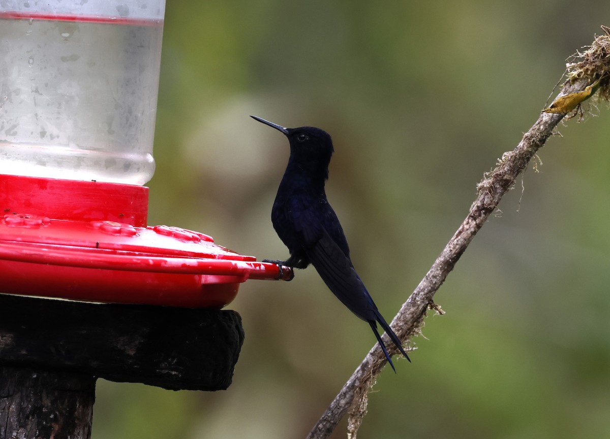 Королевский феб - ML646083734