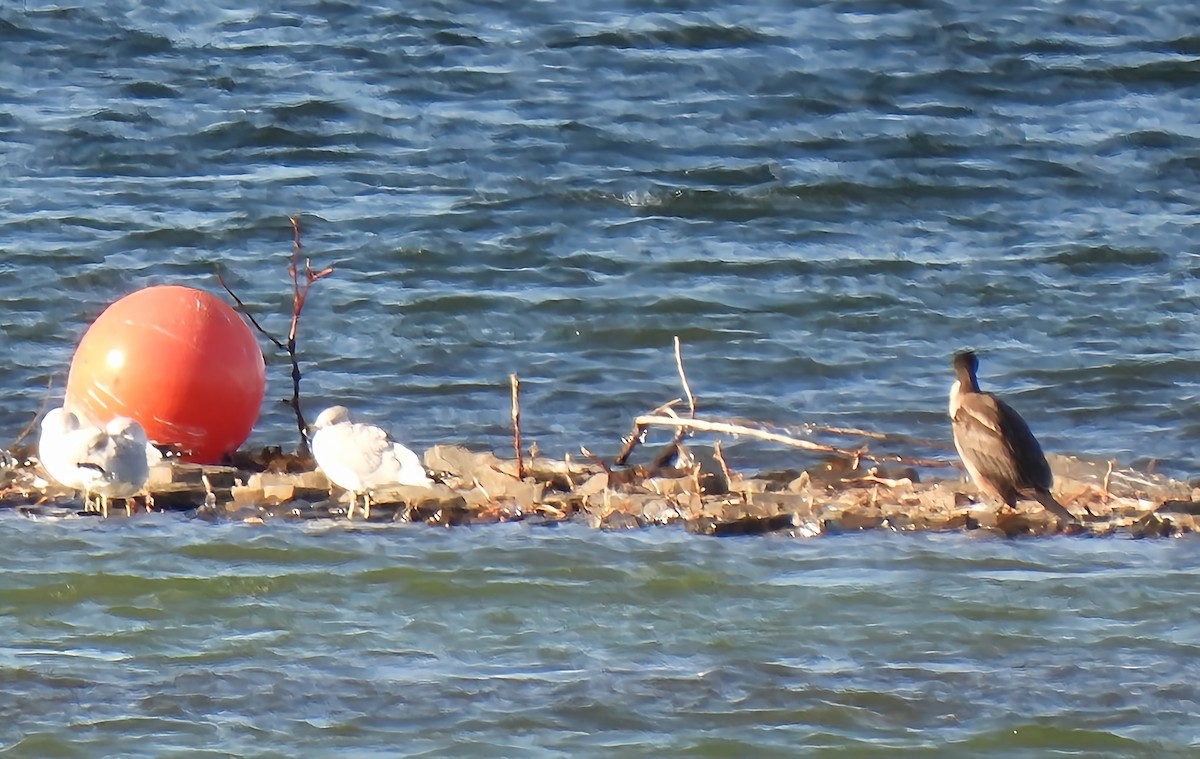Double-crested Cormorant - ML646083735
