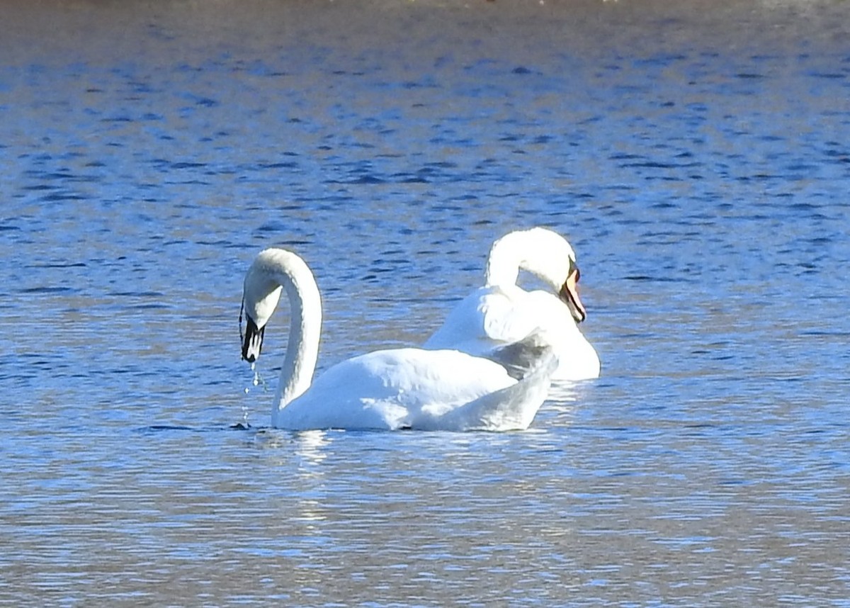 Mute Swan - ML646083739