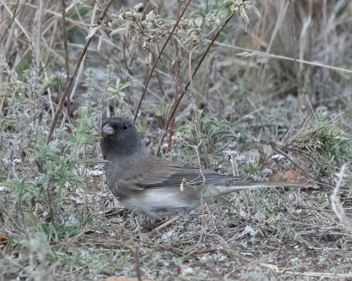 Winterammer (hyemalis/carolinensis) - ML646083741