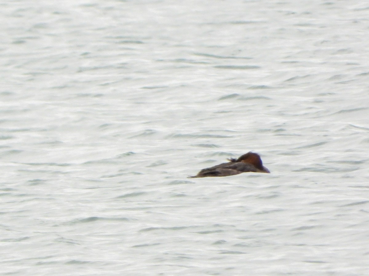 morčák velký - ML646083743