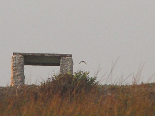 Markham's Storm-Petrel - ML646083746
