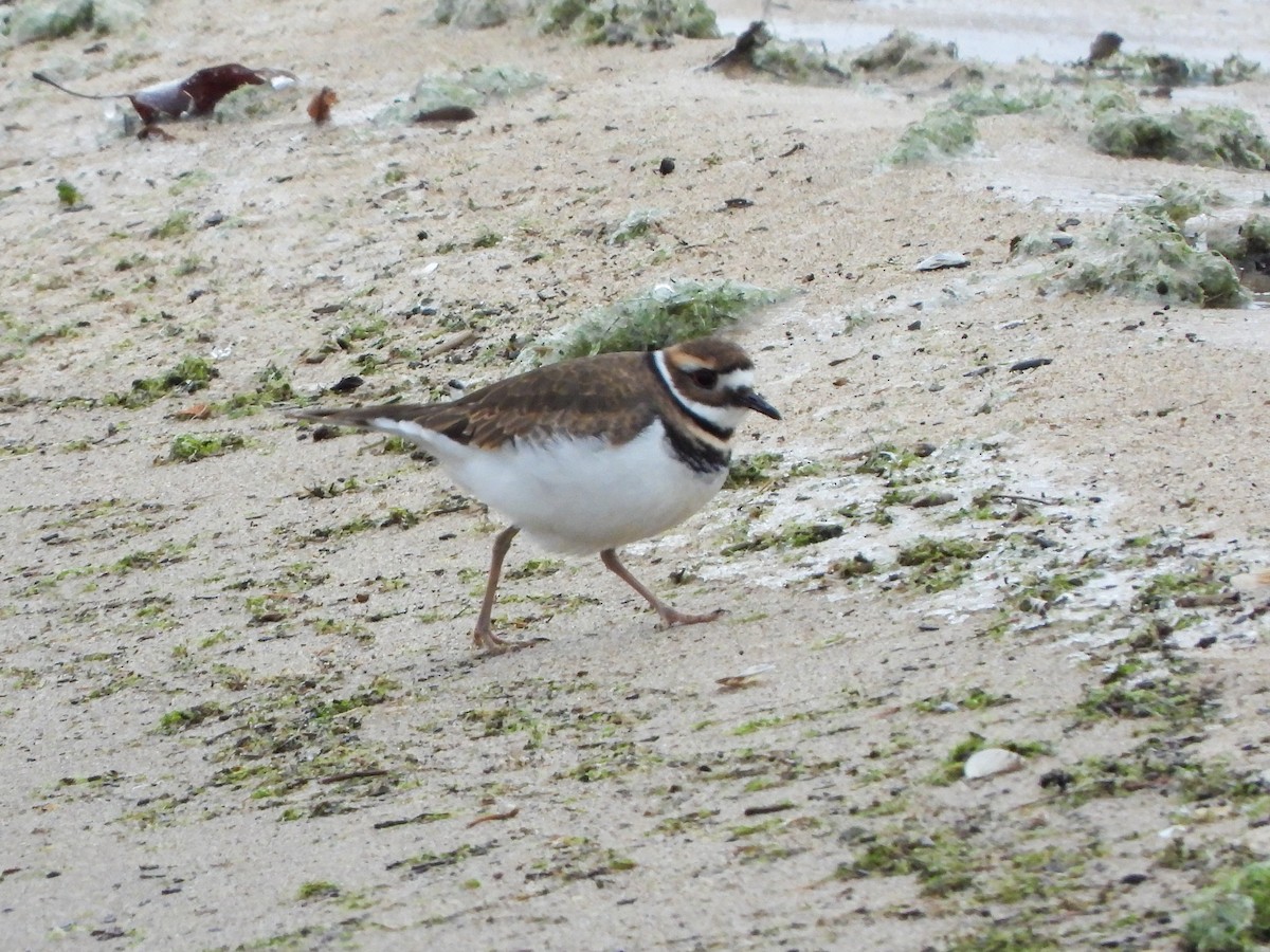 kulík rezavoocasý - ML646083750