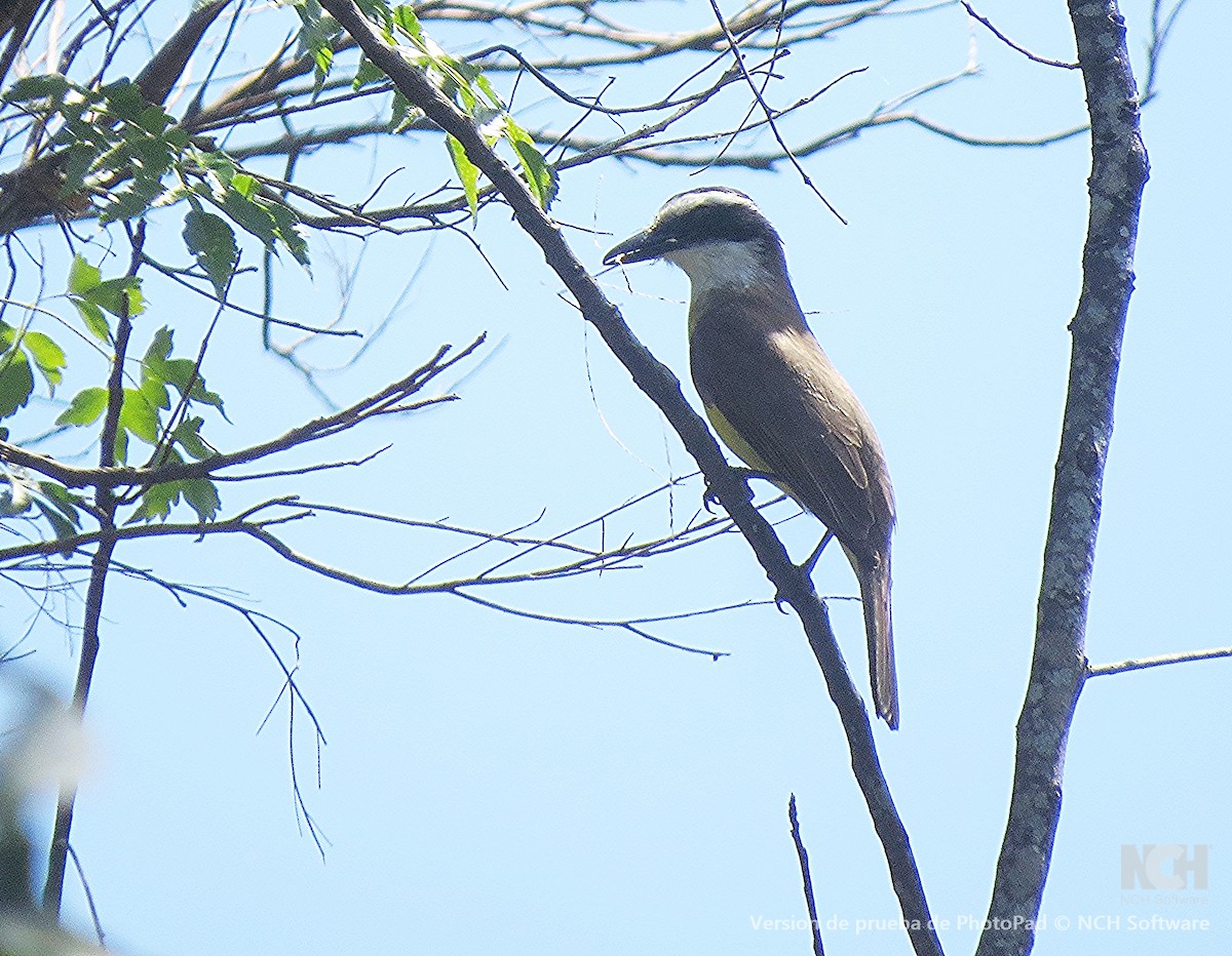 Пітанга-великодзьоб - ML646083751