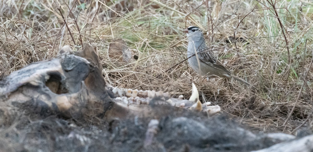 Dachsammer - ML646083753