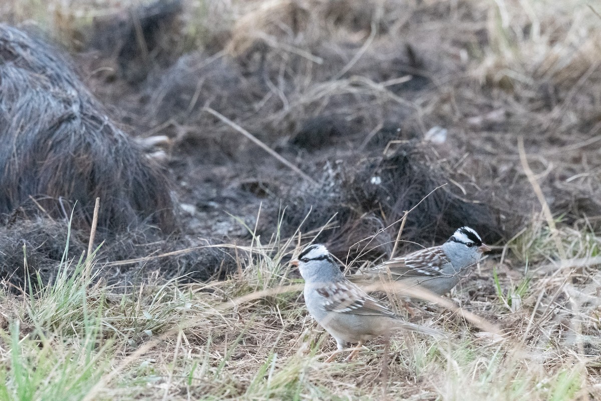 Dachsammer - ML646083756