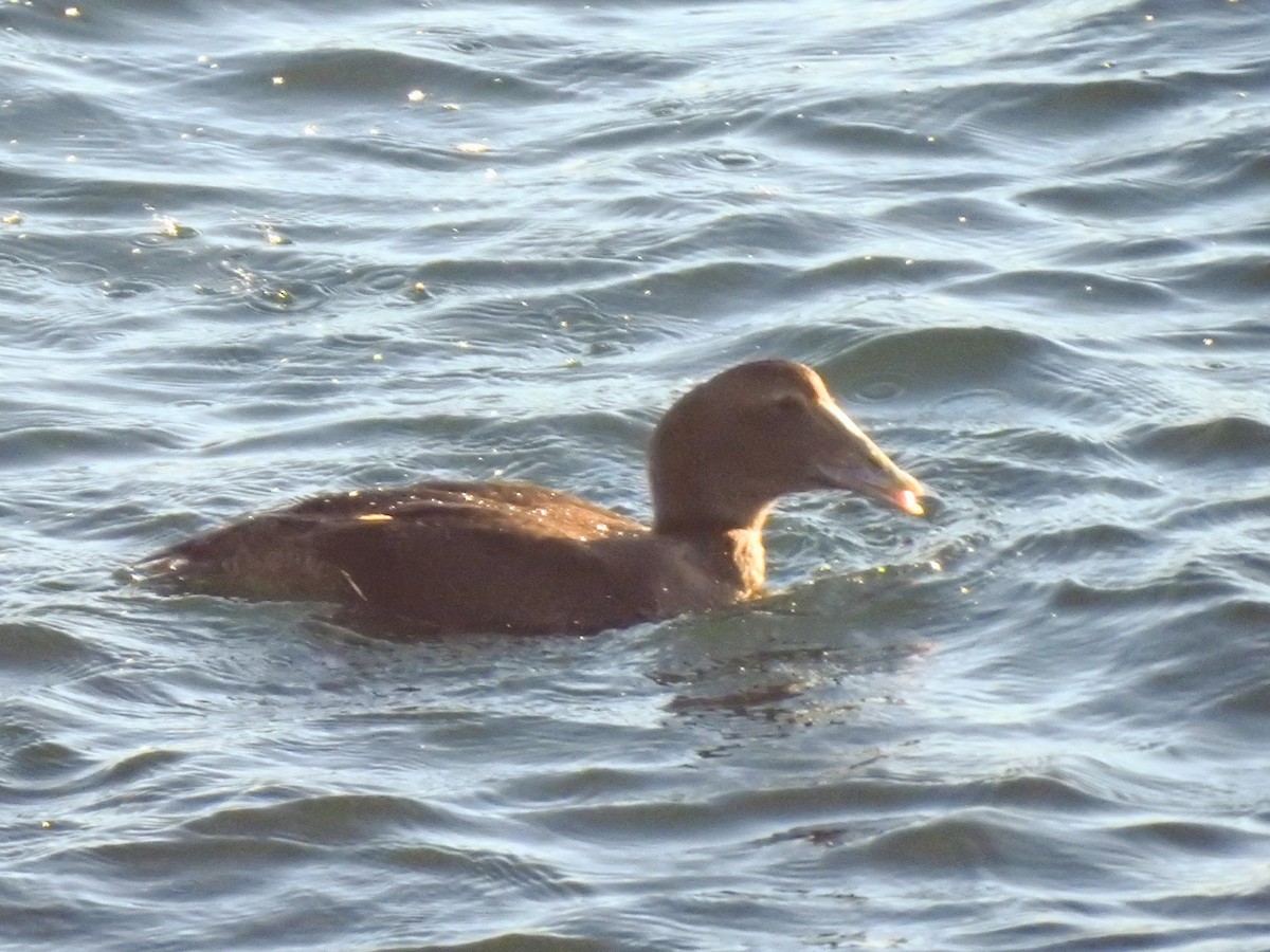 Edredone - ML646083765