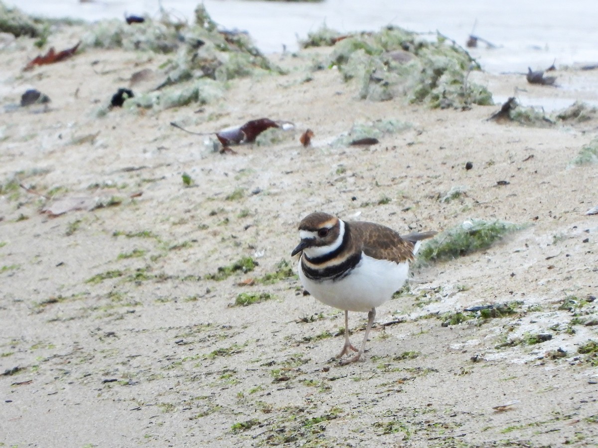 kulík rezavoocasý - ML646083766