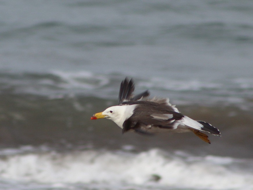 Belcher's Gull - ML646083767