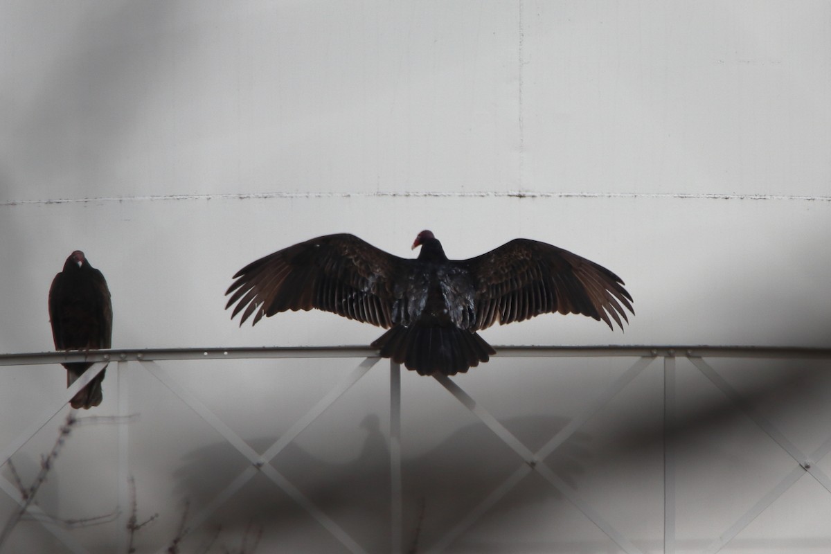 Turkey Vulture - ML646083768