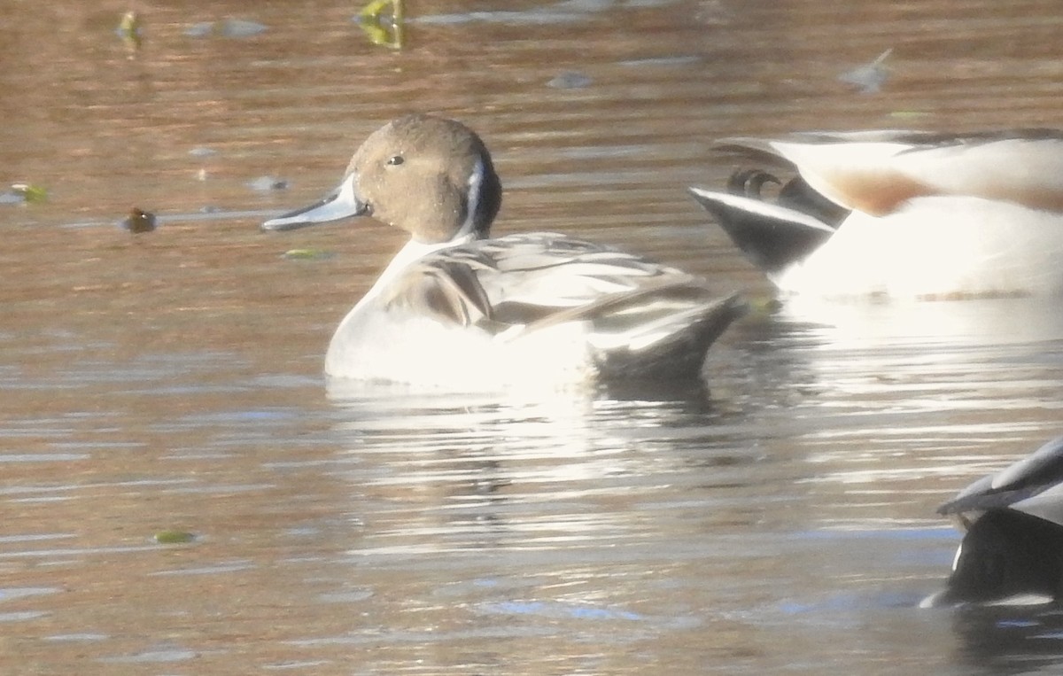 Northern Pintail - ML646083773