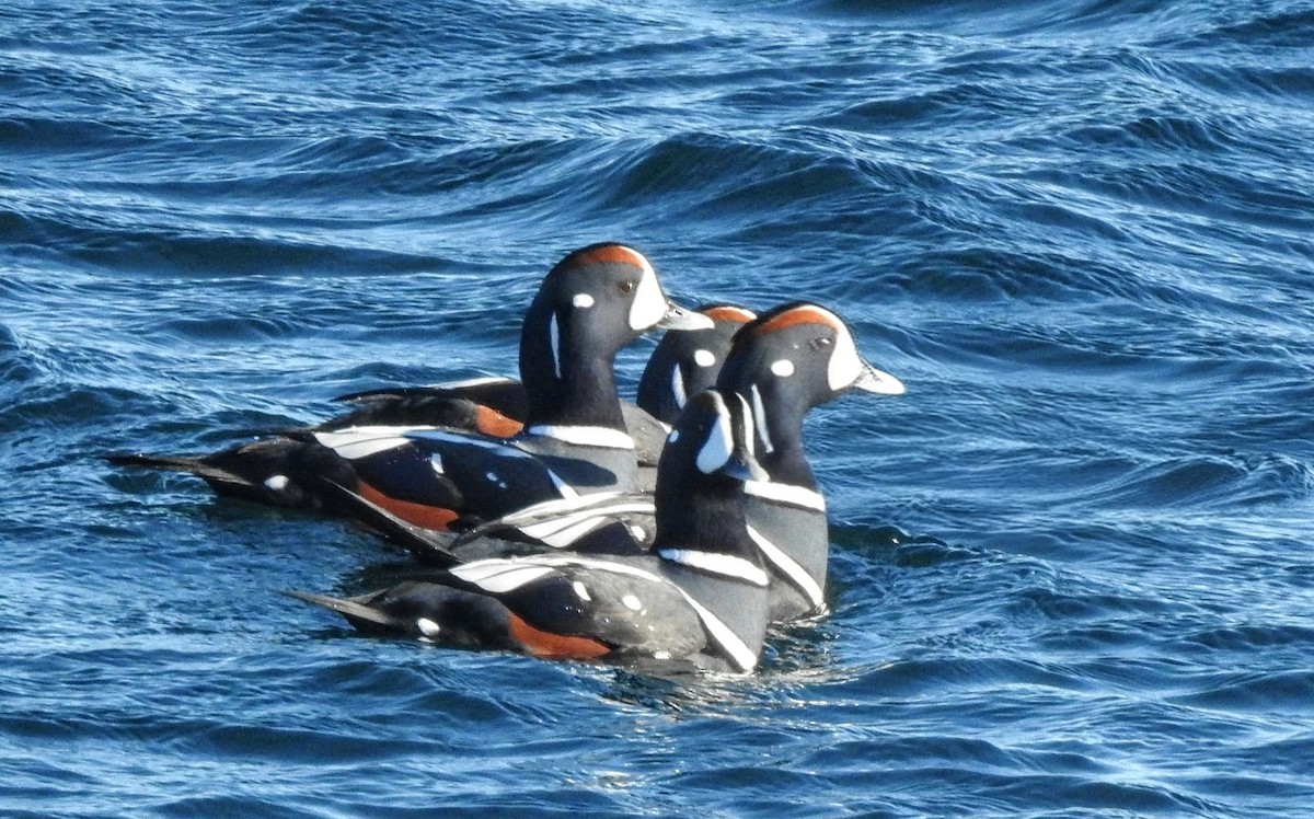 Moretta arlecchino - ML646083774